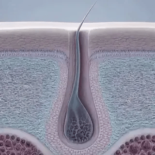 Follicle remains dormant